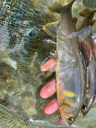 アユの釣果