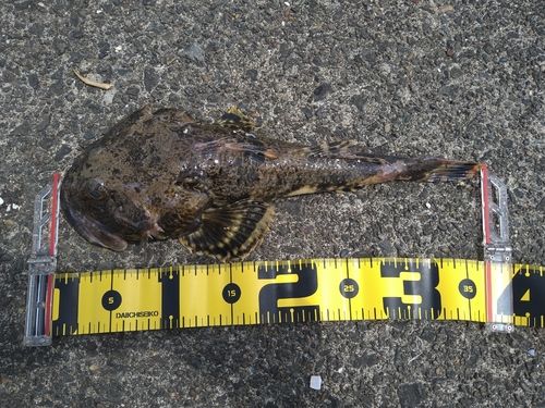 カジカの釣果