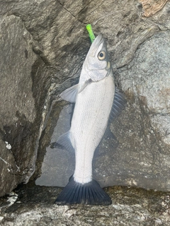 ヒラスズキの釣果