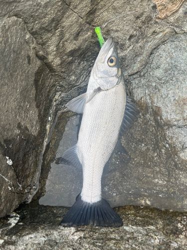 ヒラスズキの釣果