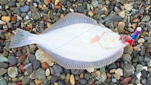 イシモチの釣果