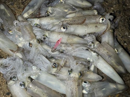 ヒイカの釣果