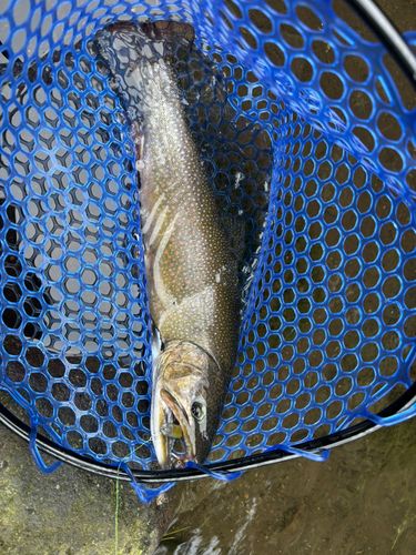 ブルックトラウトの釣果
