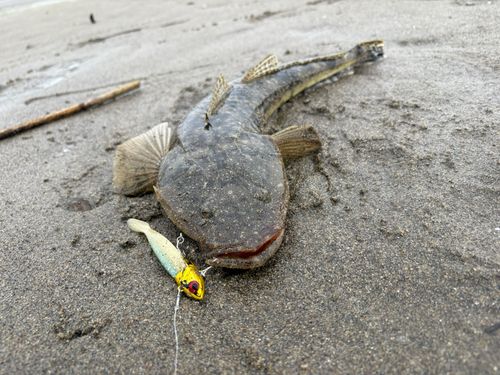 マゴチの釣果
