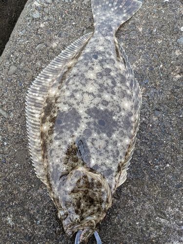 ヒラメの釣果