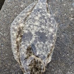 ヒラメ
