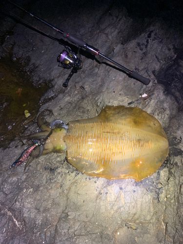 アオリイカの釣果