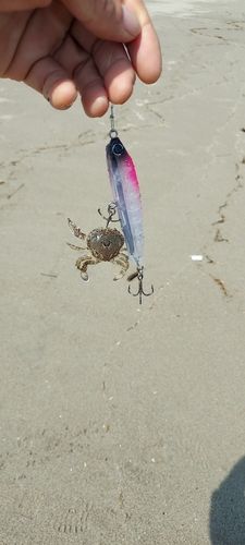 ヒラツメガニの釣果