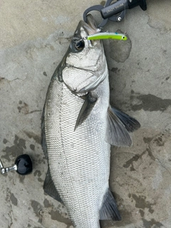 ヒラスズキの釣果