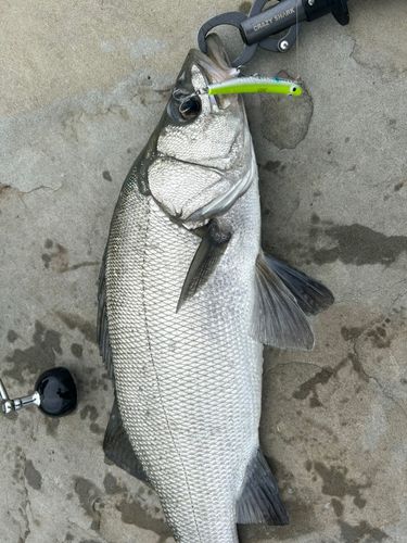 ヒラスズキの釣果