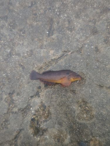 アイナメの釣果