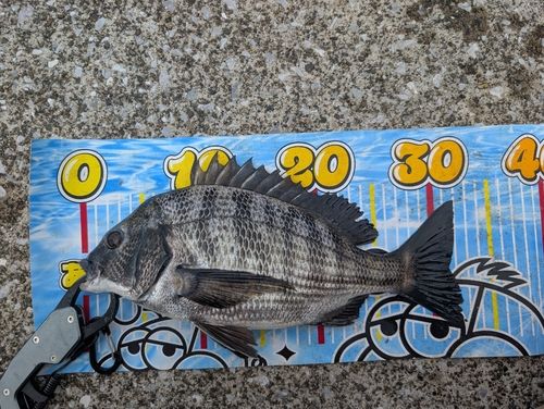 クロダイの釣果