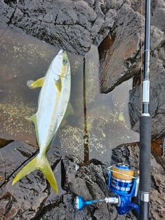 ヒラマサの釣果