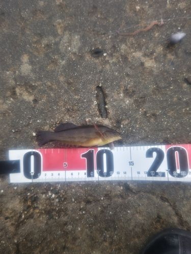 アイナメの釣果