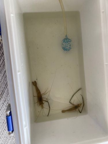 テナガエビの釣果