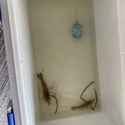 テナガエビ