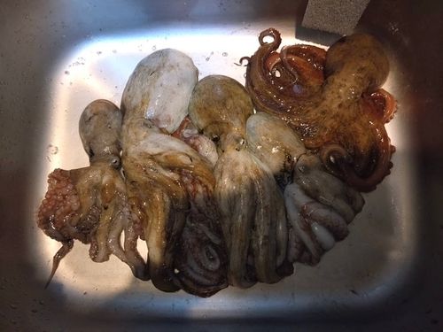 マダコの釣果