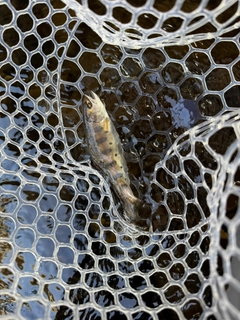ヤマメの釣果