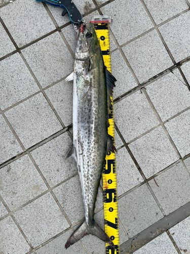 サワラの釣果