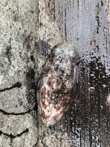 コウイカの釣果