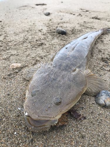 マゴチの釣果
