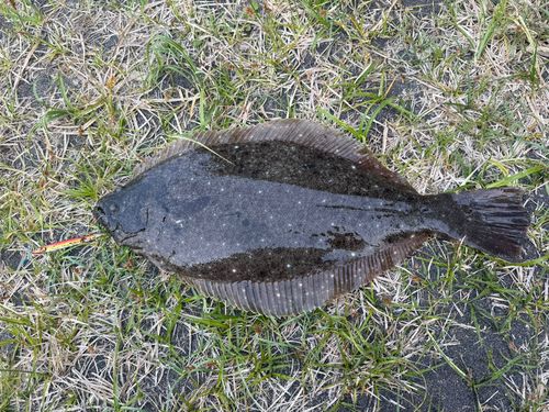 ヒラメの釣果
