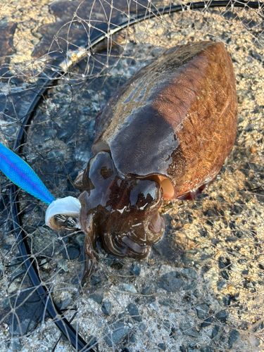 コウイカの釣果