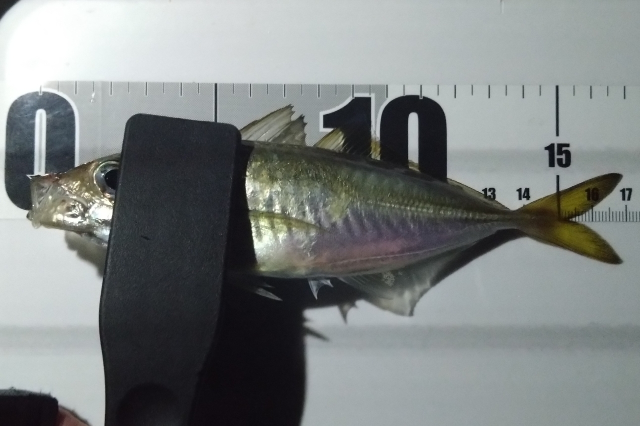 ソアレXR、610.