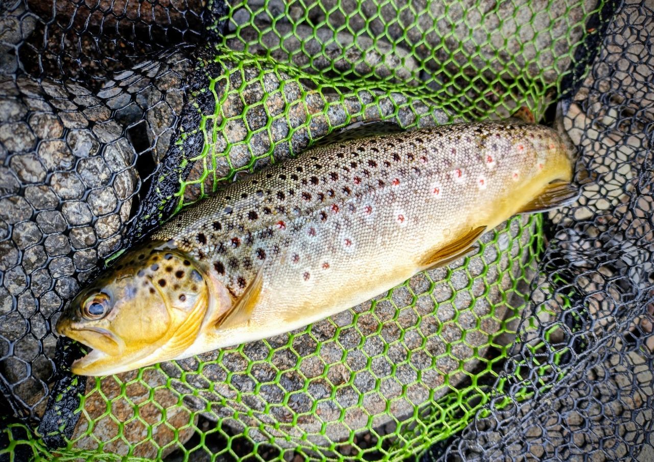 ブラウントラウト