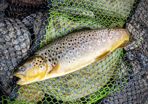 ブラウントラウトの釣果