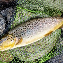 ブラウントラウト