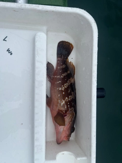 アコウの釣果
