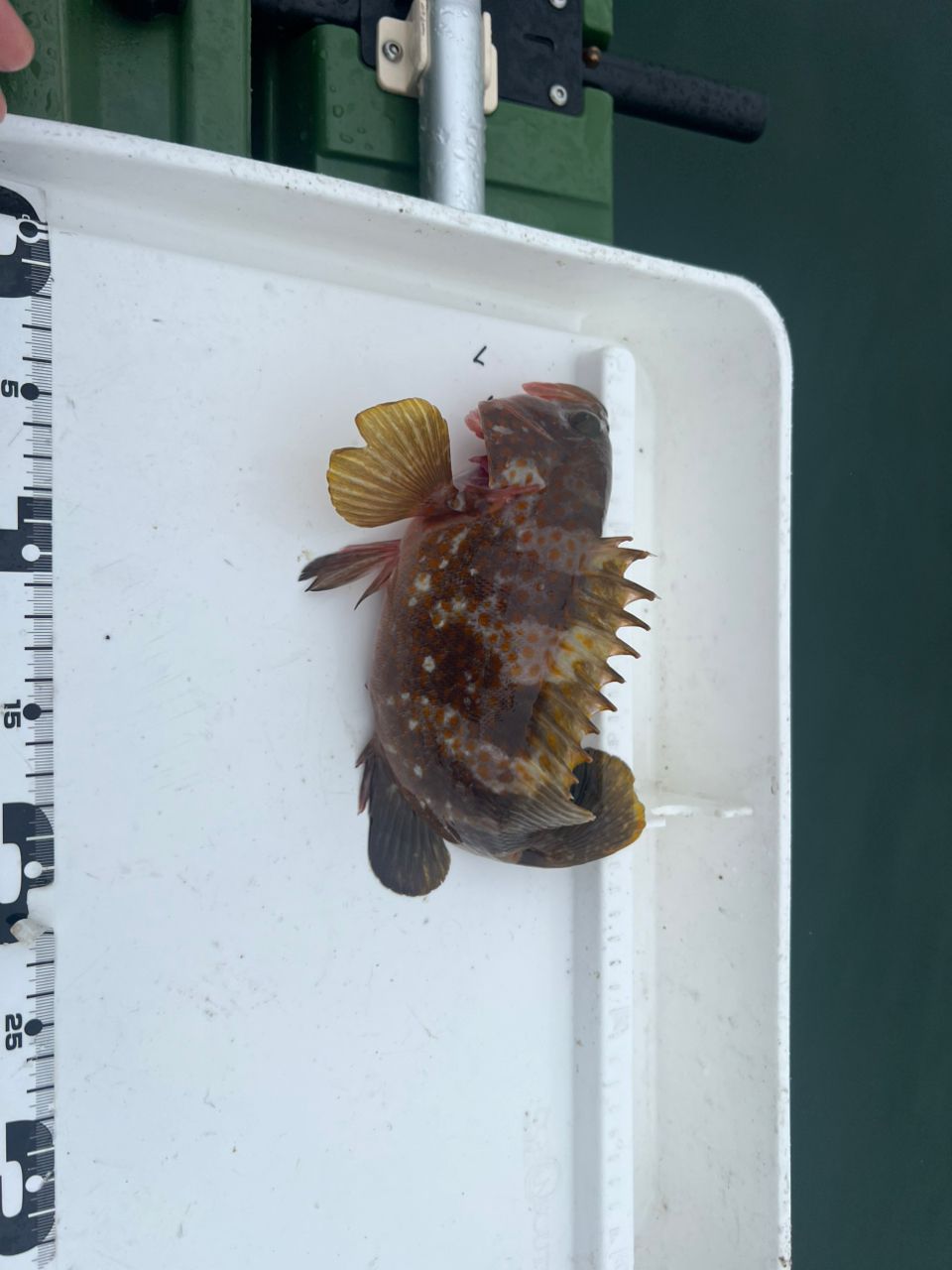 アコウ