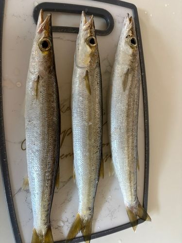 アカカマスの釣果