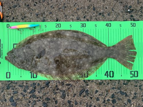 ヒラメの釣果