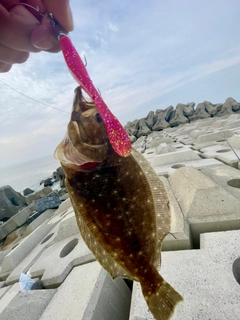 ソゲの釣果