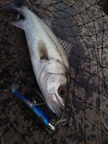 スズキの釣果