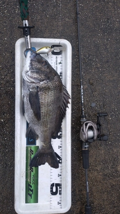 チヌの釣果