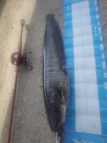 ナマズの釣果