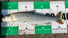 アメマスの釣果