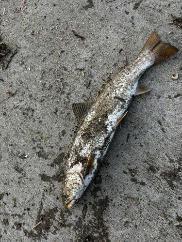 ウミアメの釣果