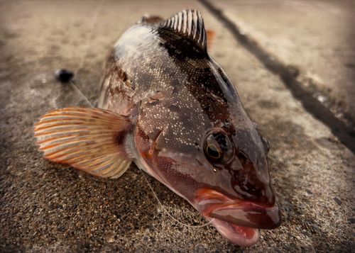 アイナメの釣果