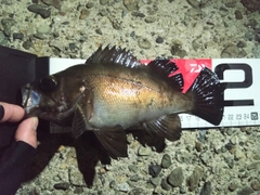 メバルの釣果