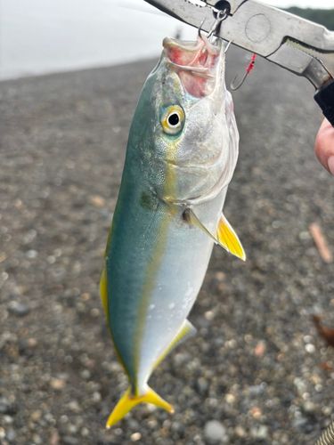 ワカナゴの釣果