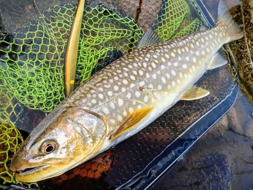 アメマスの釣果