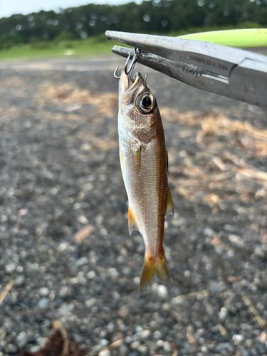 クロムツの釣果