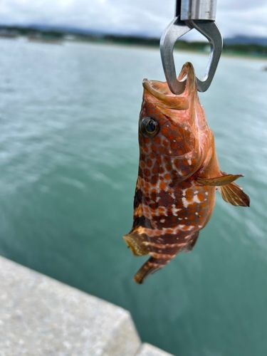 キジハタの釣果