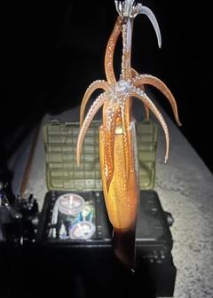 スルメイカの釣果