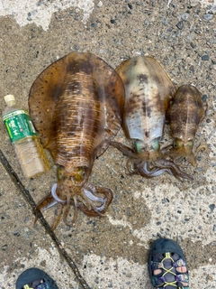 アオリイカの釣果
