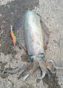 アオリイカの釣果
